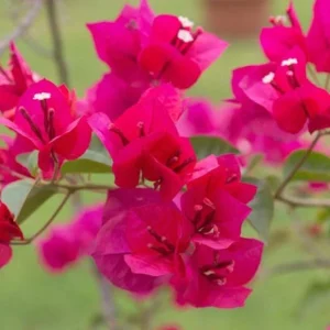 Bougainvillea Juanita Hatten Live Plant – 2 Pack – Pink & White Blooms – 4-6 Inch Tall - Image 5