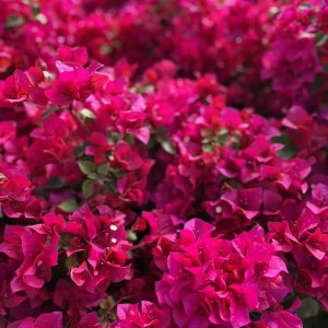 Bougainvillea Juanita Hatten Live Plant – 2 Pack – Pink & White Blooms – 4-6 Inch Tall - Image 6