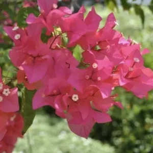 Bougainvillea Juanita Hatten Live Plant – 2 Pack – Pink & White Blooms – 4-6 Inch Tall - Image 7