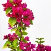 Bougainvillea Pixie Pink Live Plants - Pack of 2 - Dwarf Shrub - Pink Blooms - Image 1