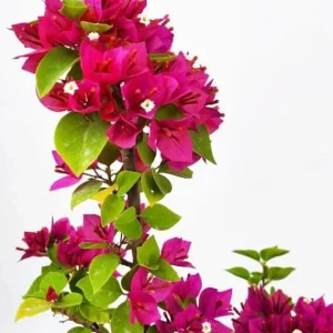 Bougainvillea Pixie Pink Live Plants - Pack of 2 - Dwarf Shrub - Pink Blooms - Image 1