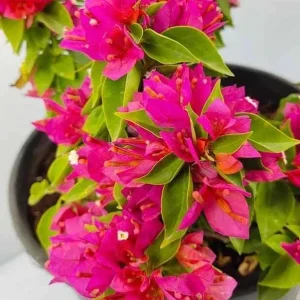 Bougainvillea Pixie Pink Live Plants - Pack of 2 - Dwarf Shrub - Pink Blooms - Image 2