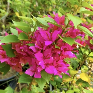 Bougainvillea Pixie Pink Live Plants - Pack of 2 - Dwarf Shrub - Pink Blooms - Image 3