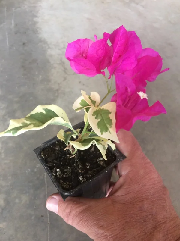 Bougainvillea 'Raspberry Ice' Live Plant - Vibrant Magenta Climber, Outdoor - Image 2