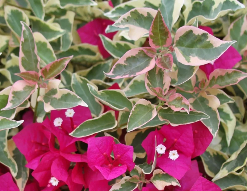 Bougainvillea 'Raspberry Ice' Live Plant - Vibrant Magenta Climber, Outdoor - Image 1