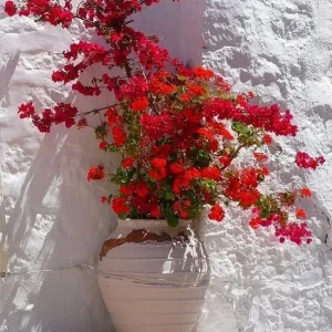 Bougainvillea 'San Diego Red' Live Plant - Climbing Vine, Bright Red Flowers, USDA Zone 9 - Image 3