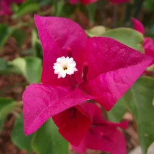 Bougainvillea 'San Diego Red' Live Plant - Climbing Vine, Bright Red Flowers, USDA Zone 9 - Image 8