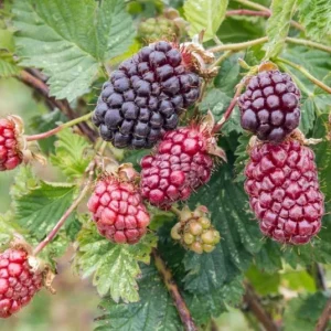 Boysenberry Live Plant - 3-6