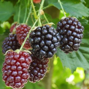 Boysenberry Live Plant - 3-6