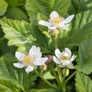 Boysenberry Live Plant - 3-6