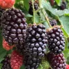 Boysenberry Live Plant - 3-6" Tall - Rubus Hybrid - Berry Bush for Garden & Orchard - Image 1