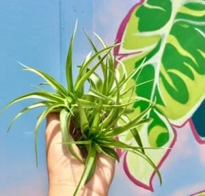 Brachycaulos Abdita Air Plant Tillandsia - Live Plant for Terrariums, Easy Care - Image 2