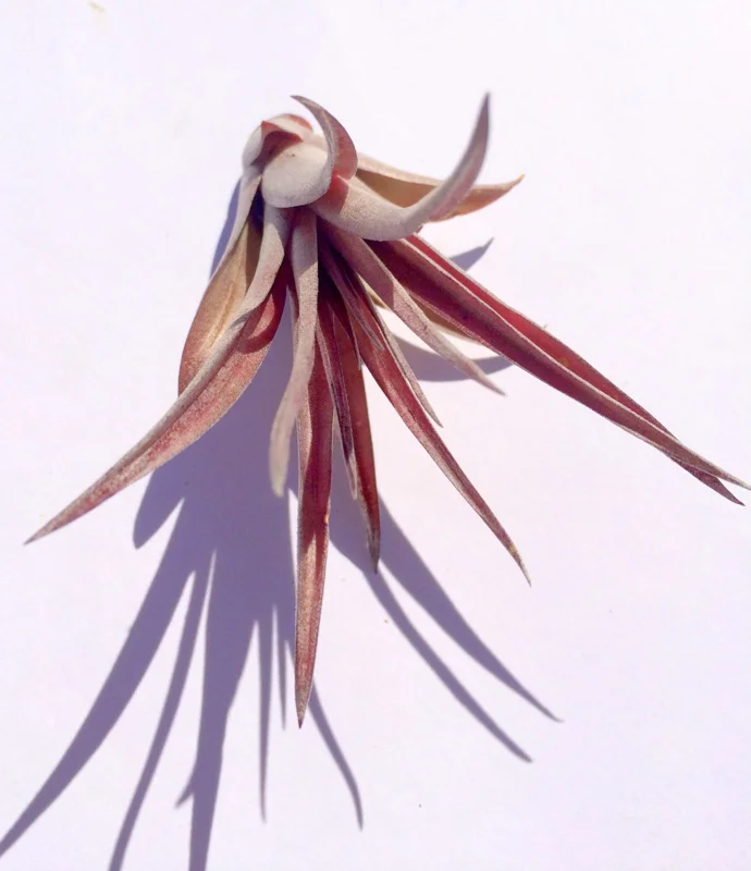 Brachycaulos Abdita Air Plant Tillandsia - Live Plant for Terrariums, Easy Care - Image 3