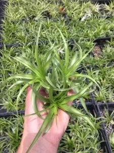 Brachycaulos Abdita Air Plant Tillandsia - Live Plant for Terrariums, Easy Care - Image 4