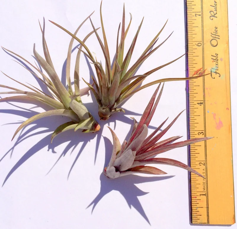 Brachycaulos Abdita Air Plant Tillandsia - Live Plant for Terrariums, Easy Care - Image 5