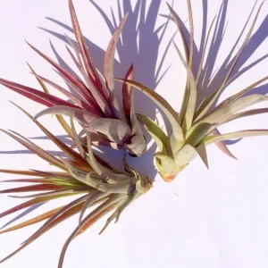 Brachycaulos Abdita Air Plant Tillandsia - Live Plant for Terrariums, Easy Care - Image 6