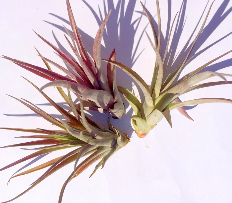 Brachycaulos Abdita Air Plant Tillandsia - Live Plant for Terrariums, Easy Care - Image 6