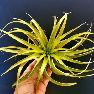 Brachycaulos Abdita Air Plant Tillandsia - Live Plant for Terrariums, Easy Care - Image 7