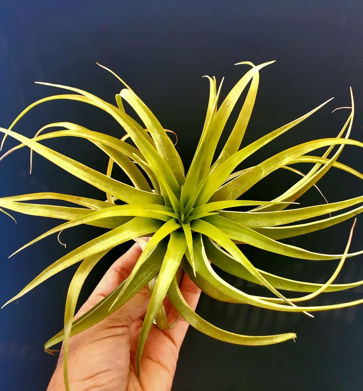 Brachycaulos Abdita Air Plant Tillandsia - Live Plant for Terrariums, Easy Care - Image 7