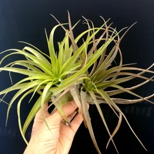 Brachycaulos Abdita Air Plant Tillandsia - Live Plant for Terrariums, Easy Care - Image 8