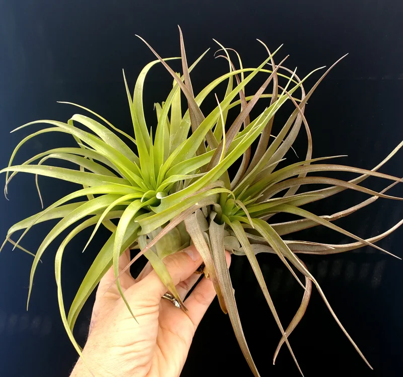 Brachycaulos Abdita Air Plant Tillandsia - Live Plant for Terrariums, Easy Care - Image 8
