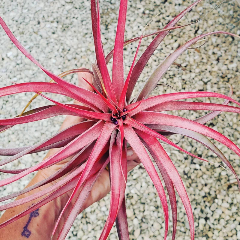Brachycaulos Abdita Air Plant Tillandsia - Live Plant for Terrariums, Easy Care - Image 1