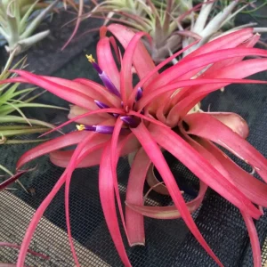 Brachycaulos Abdita Air Plant Tillandsia - Live Plant for Terrariums, Easy Care - Image 9