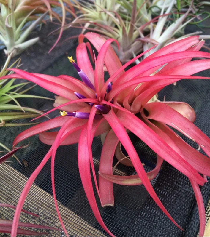 Brachycaulos Abdita Air Plant Tillandsia - Live Plant for Terrariums, Easy Care - Image 9