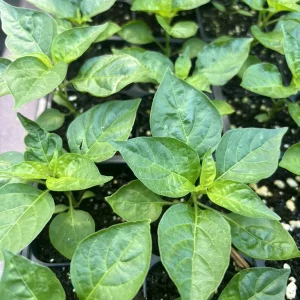Brazilian Mini White Habanero Live Plant - 3 Pack Super Hot Pepper Chili - Image 2
