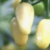 Brazilian Mini White Habanero Live Plant - 3 Pack Super Hot Pepper Chili - Image 1