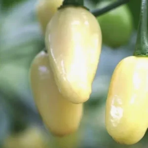 Brazilian Mini White Habanero Live Plant - 3 Pack Super Hot Pepper Chili - Image 1