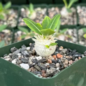 Brevicaule Succulent Live Plant - Rare Caudex Plant - 4