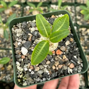 Brevicaule Succulent Live Plant - Rare Caudex Plant - 4