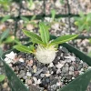 Brevicaule Succulent Live Plant - Rare Caudex Plant - 4" Pot - Indoor - Image 1
