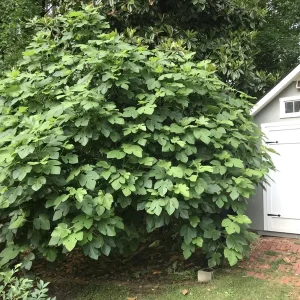 Brown Turkey Fig Tree Live Plant - Ficus carica - 5-9 inch Starter - Cold Hardy - Image 3