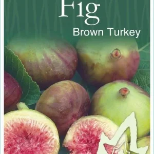 Brown Turkey Fig Tree Live Plant - Ficus carica - 5-9 inch Starter - Cold Hardy - Image 5