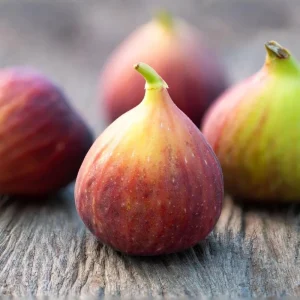 Brown Turkey Fig Tree Live Plant - Ficus carica - 5-9 inch Starter - Cold Hardy - Image 6