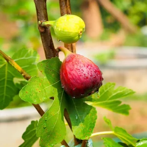 Brown Turkey Fig Tree Live Plant - Ficus carica - 5-9 inch Starter - Cold Hardy - Image 7