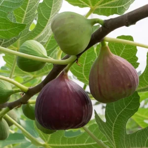 Brown Turkey Fig Tree Live Plant - Ficus carica - 5-9 inch Starter - Cold Hardy - Image 8