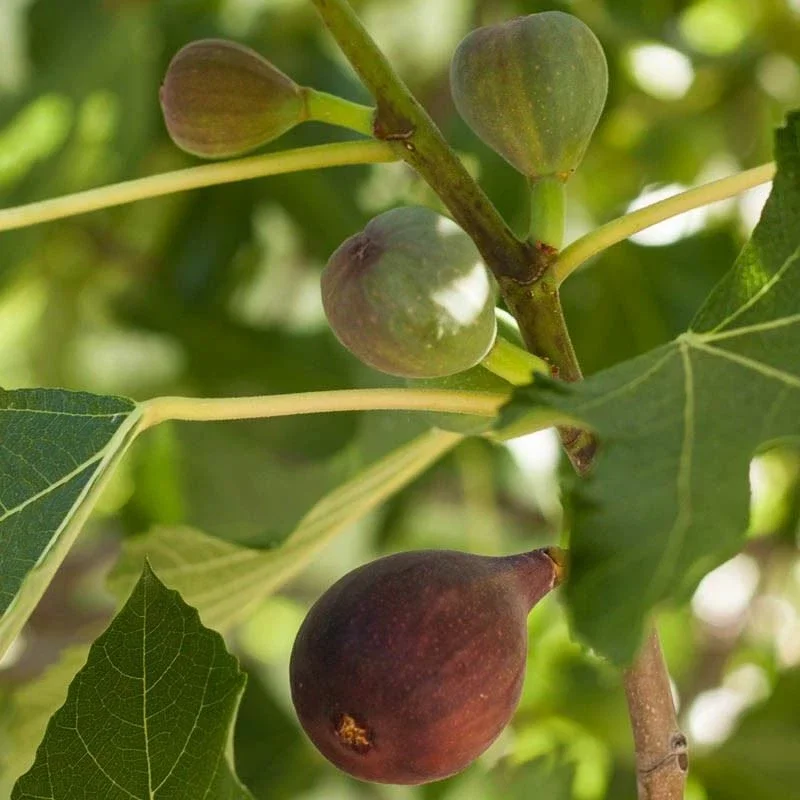 Brown Turkey Fig Tree Live Plant - Fruiting Ficus Carica - Outdoor Edible - Image 1