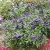 Buddleia Pugster Blue Butterfly Bush Live Plant - Dwarf Shrub - 5-7 Inch Tall - 3x4 Inch Pot - Image 1