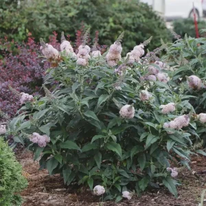 Buddleia Pugster Sorbet Live Plant - Starter Butterfly Bush - 3-5 Inch - Image 2
