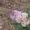 Buddleia Pugster Sorbet Live Plant - Starter Butterfly Bush - 3-5 Inch - Image 1