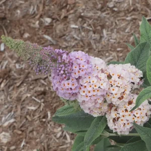 Buddleia Pugster Sorbet Live Plant - Starter Butterfly Bush - 3-5 Inch - Image 1