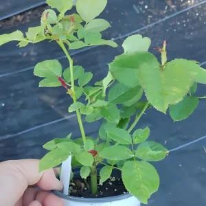 Burlesque Climbing Rose Live Plant – 4 Inch Pot Size – Outdoor Climbing Rose - Image 6