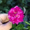 Burlesque Climbing Rose Live Plant – 4 Inch Pot Size – Outdoor Climbing Rose - Image 1