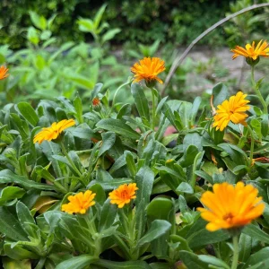 Calendula Live Plant - Well-Rooted Seedling Plug, 1-inch Pot, Outdoor - Image 1