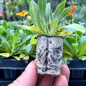 Calendula Live Plant - Well-Rooted Seedling Plug, 1-inch Pot, Outdoor - Image 2