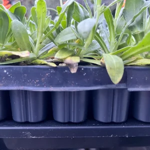 Calendula Live Plant - Well-Rooted Seedling Plug, 1-inch Pot, Outdoor - Image 3