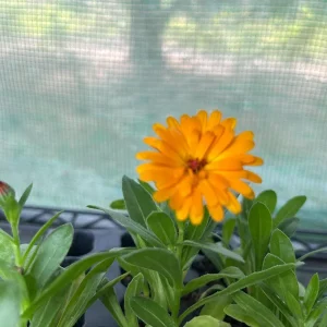 Calendula Live Plant - Well-Rooted Seedling Plug, 1-inch Pot, Outdoor - Image 4